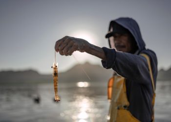 Topolobampo en emergencia: Planta de amoníaco en Sinaloa desata alerta internacional Naturaleza Aristegui