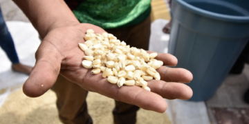 Este año, el maíz de Sinaloa se venderá barato, tarde y con apoyo del gobierno