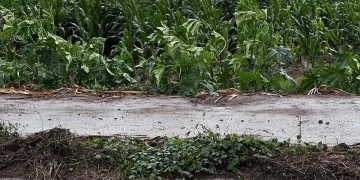 Productores de maíz y frijol enfrentan crisis en Sinaloa por plagas, sequía y precios bajos