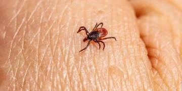 Garrapatas: el riesgo silencioso que la prevención no está viendo en Sinaloa