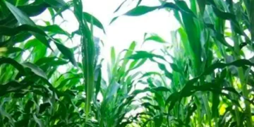 Maiceros del sur de Sinaloa esperan se cubran pronto apoyos de ciclos anteriores