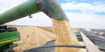 Cultivo de maíz en Sinaloa no está en riesgo: Ismael Bello