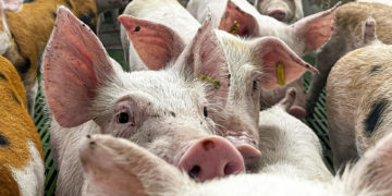 México analizará levantar la suspensión a la importación de carne de cerdo de España