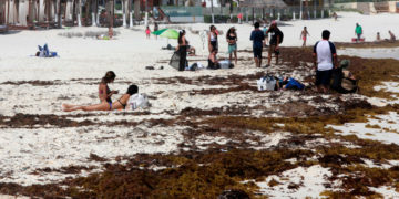 “Este año viene terrible”: sargazo llega a costas de Quintana Roo antes de tiempo