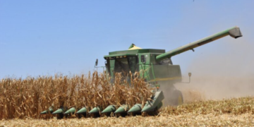 Mejoran trillas de maíz y avanzan apoyos para trigo en Sinaloa