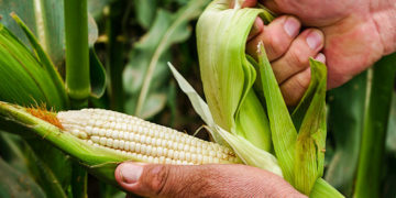 Productores de maíz en Sinaloa presionan por precio rentable