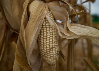 Sinaloa fija precio del maíz en 6 mil pesos por tonelada con apoyos adicionales