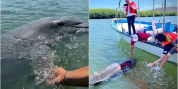 ¿Quién es ‘El Pechocho’? Esto sabemos del delfín que habita en la bahía de Topolobampo, lugar en donde se instalará una planta de amoniaco