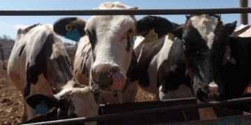 EE.UU. reanudará la Importación de ganado mexicano