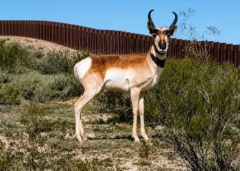 EL DESIERTO QUE ESTÁ PERDIENDO SUS CAMINOS
