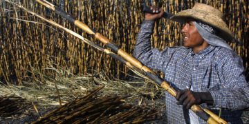 México ampliará sus exportaciones de azúcar a EE.UU. tras un aumento del 512 % en la demanda