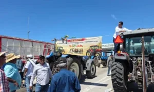 Apoyos a maiceros de Sinaloa: tardíos y sin la estrategia de rescate del campo