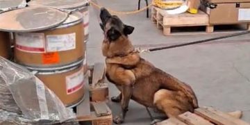 Binomio canino detecta 245 kilos de metanfetamina y 18 paquetes de hoja de coca en el AICM