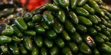 COFEPRIS inicia investigación sobre jalapeños de Sinaloa