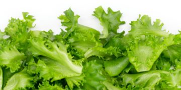 México insiste que no hay prueba que su lechuga causara brote de ciclosporiasis en EE.UU.