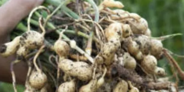 El cacahuate llega sano a septiembre, pero la falta de lluvias amenaza la cosecha