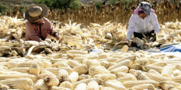Sinaloa ajustará pagos a productores de maíz esta semana; apoyo estatal busca completar mil 700 pesos por tonelada