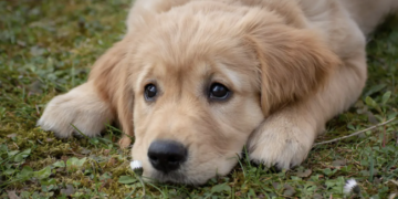 Piden reforzar medidas en mascotas por gusano barrenador: Sinaloa registra más de 20 casos