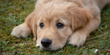 Piden reforzar medidas en mascotas por gusano barrenador: Sinaloa registra más de 20 casos