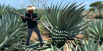 Sinaloa entra al mapa del mezcal: cuatro municipios podrán producirlo con denominación de origen
